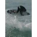 Surfbretter Channel Island CI Pro